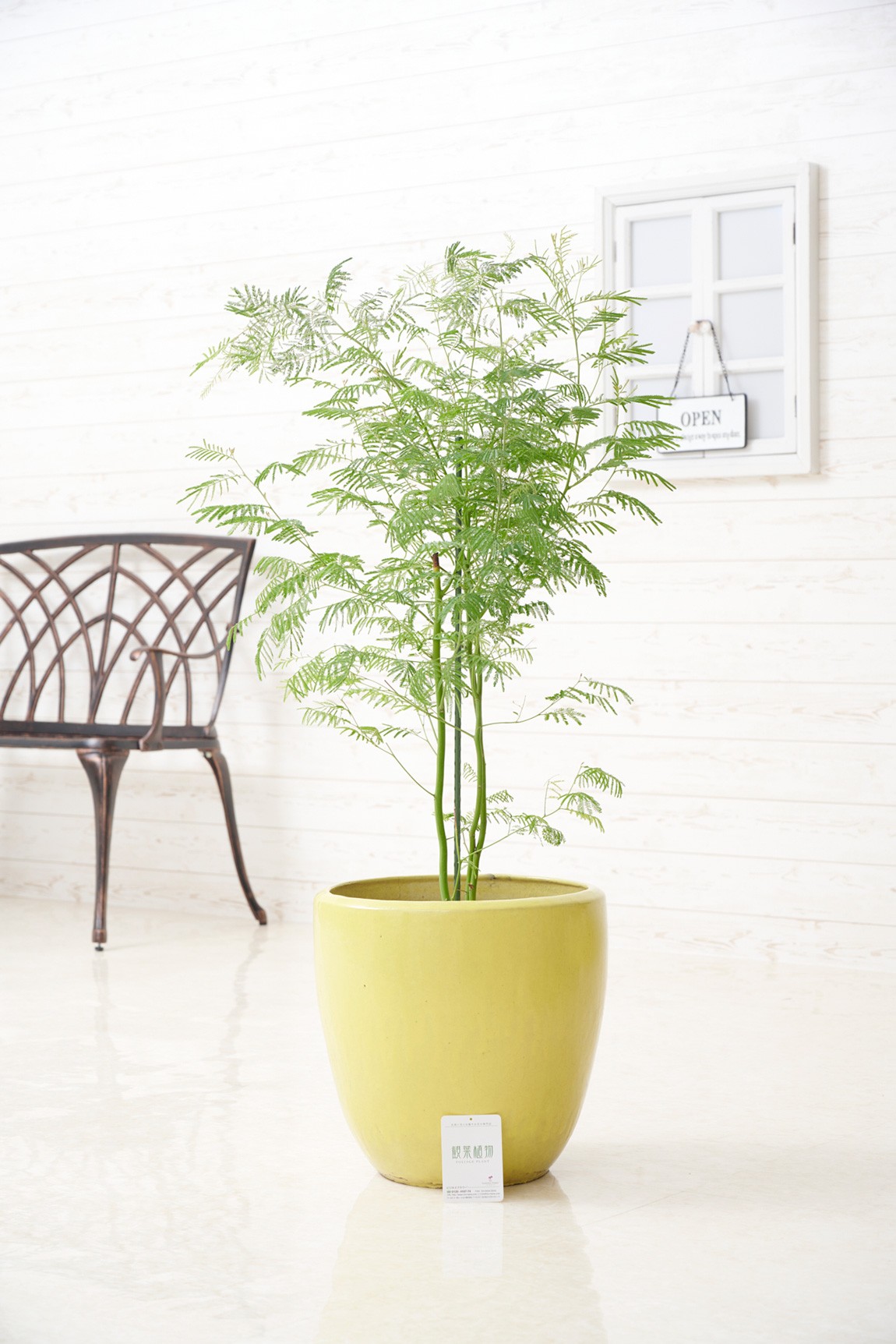 シンプルな陶器鉢カバー付き、人気の観葉植物アカシアです。