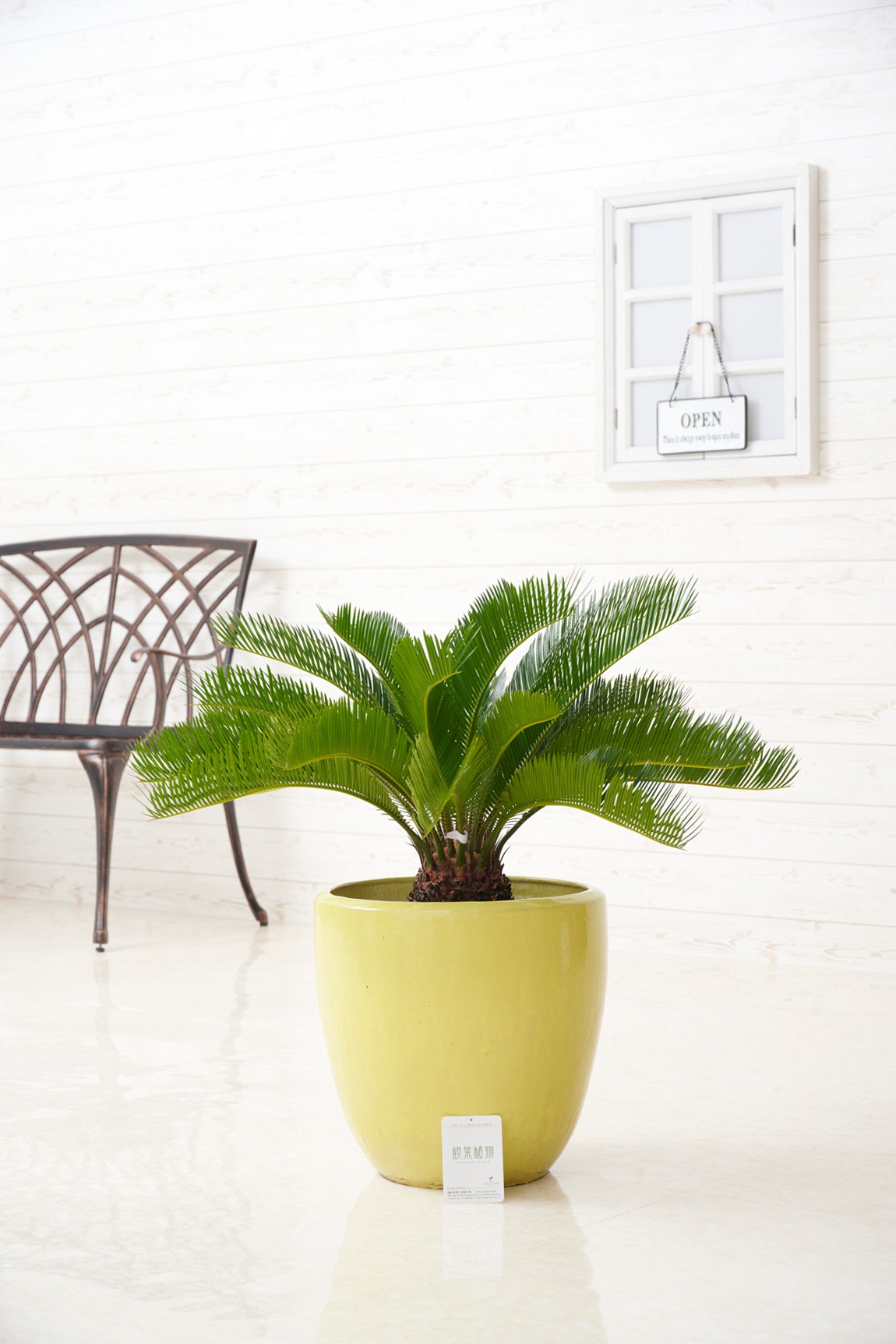 シンプルな陶器鉢カバー付き、人気の観葉植物ソテツです。