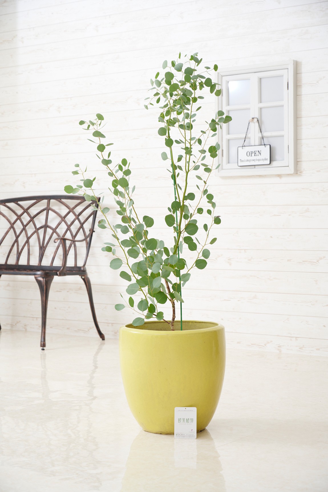 シンプルな陶器鉢カバー付き、人気の観葉植物ユーカリです。