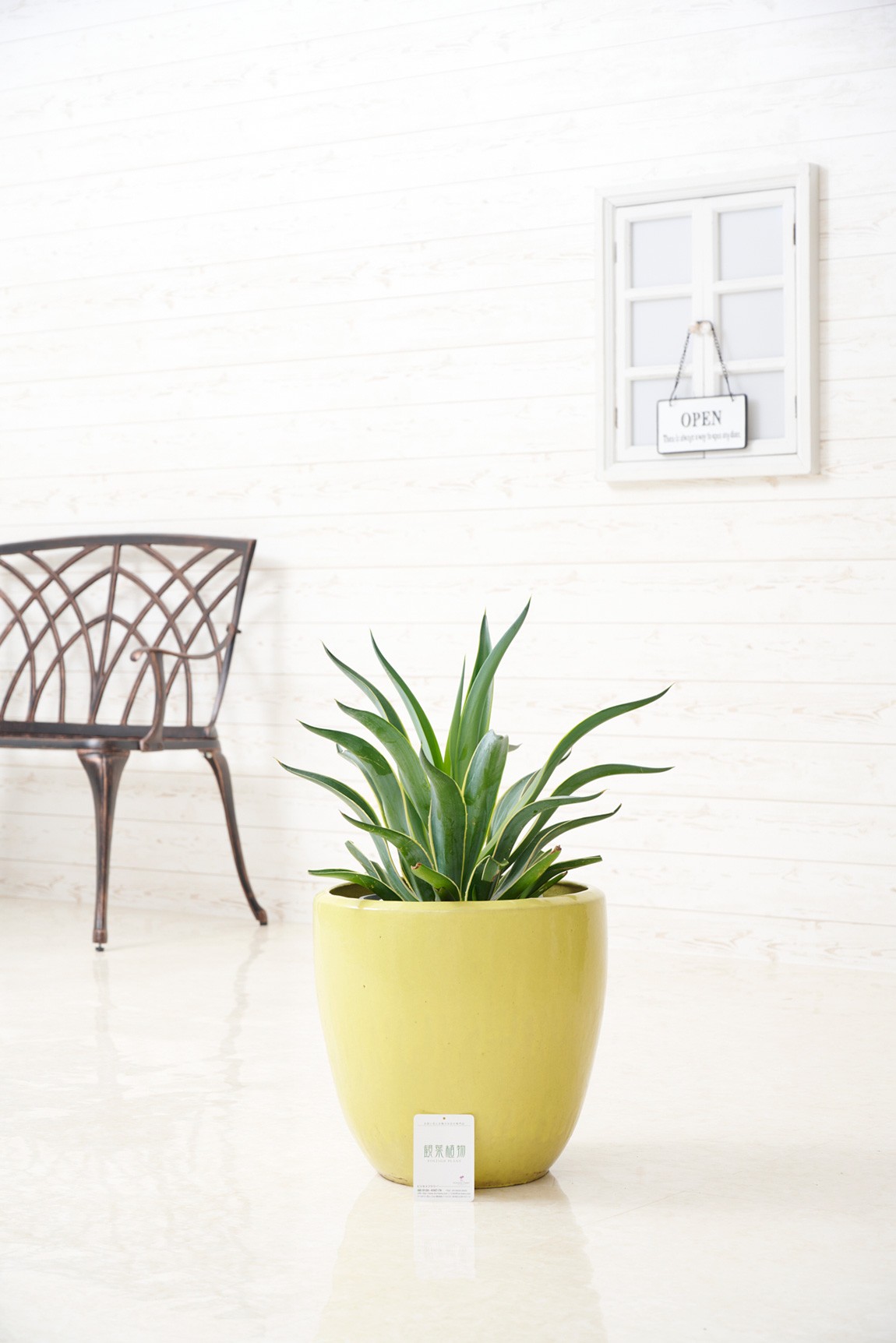 シンプルな陶器鉢カバー付き、人気の観葉植物アガベです。