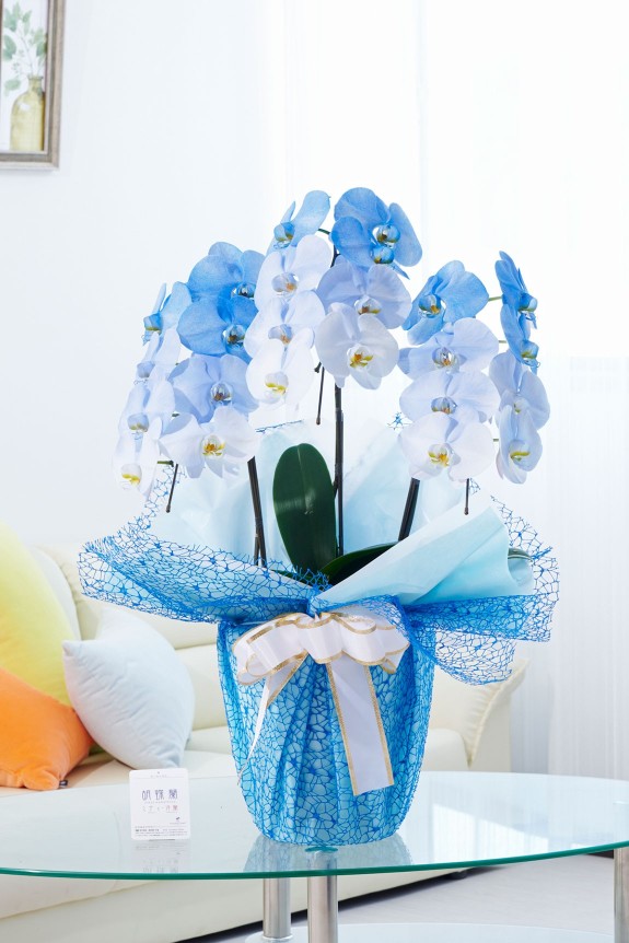 祝い花や供花を販売するネットの花屋ビジネスフラワー®では、満開の胡蝶蘭（大輪）を特殊な塗料で装飾した高級感漂う逸品が「カラー胡蝶蘭彩（irodori）」シリーズを販売しています。
