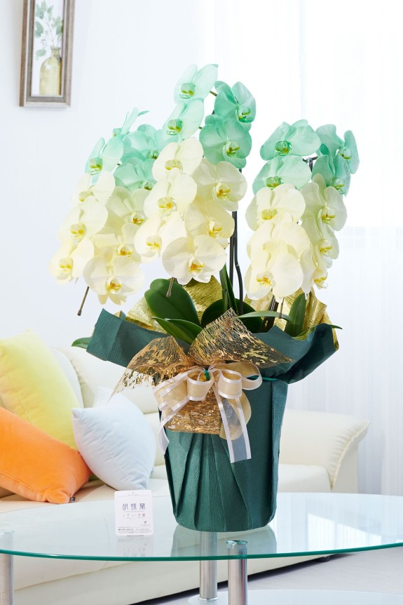 祝い花や供花を販売するネットの花屋ビジネスフラワー®では、満開の胡蝶蘭（大輪）を特殊な塗料で装飾した高級感漂う逸品が「カラー胡蝶蘭彩（irodori）」シリーズを販売しています。