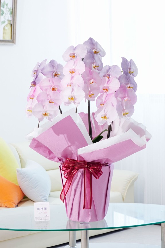 祝い花や供花を販売するネットの花屋ビジネスフラワー®では、満開の胡蝶蘭（大輪）を特殊な塗料で装飾した高級感漂う逸品が「カラー胡蝶蘭彩（irodori）」シリーズを販売しています。