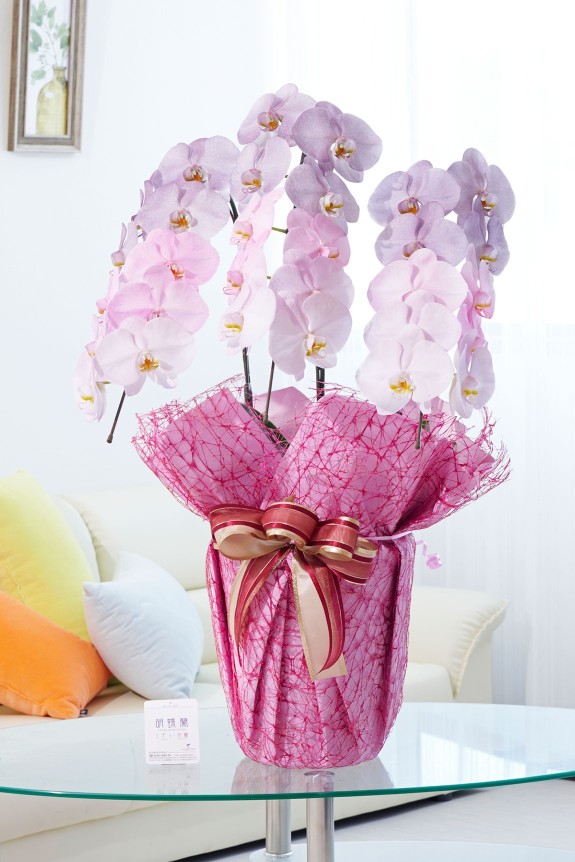 祝い花や供花を販売するネットの花屋ビジネスフラワー®では、満開の胡蝶蘭（大輪）を特殊な塗料で装飾した高級感漂う逸品が「カラー胡蝶蘭彩（irodori）」シリーズを販売しています。