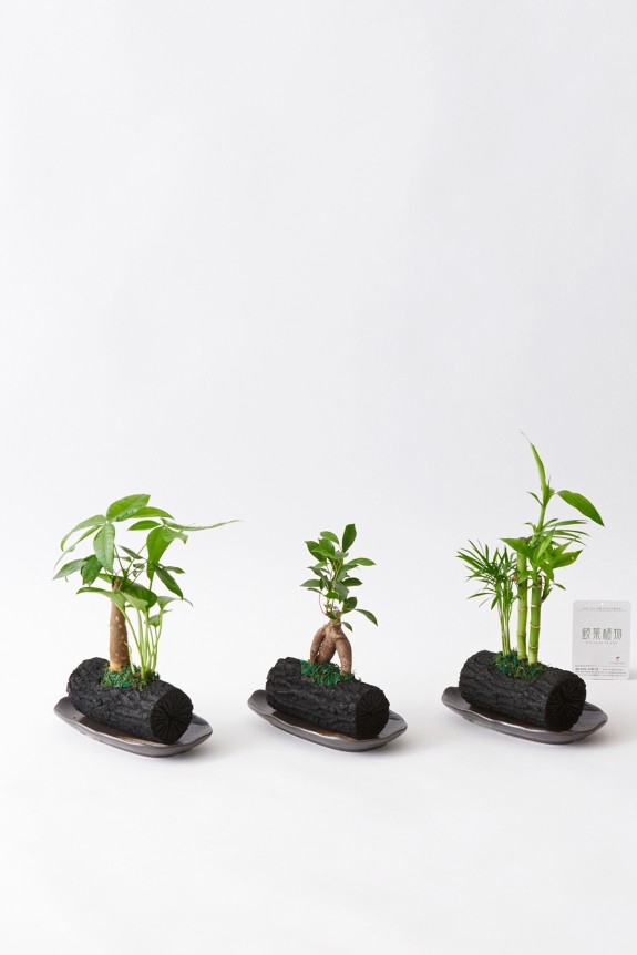 <p>植物、炭、陶器和皿がミックスされたお洒落な観葉植物商品です。</p>