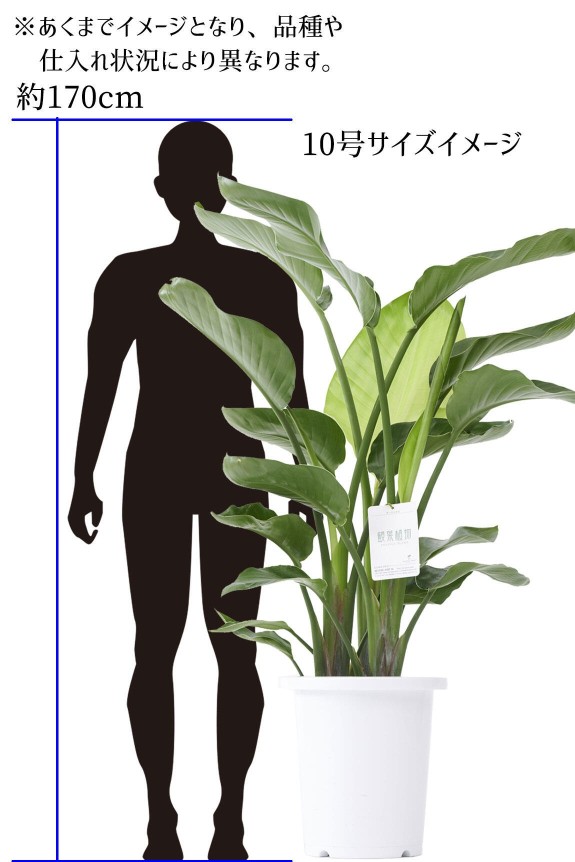 <p>10号サイズの高さイメージ
※あくまでイメージとなり、品種や仕入れ状況によって異なります。</p>