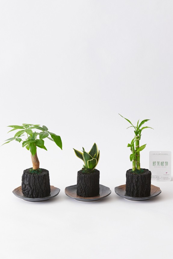 <p>植物、炭、陶器和皿がミックスされたお洒落な観葉植物商品です。</p>