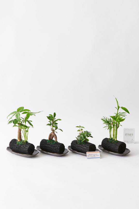 <p>植物、炭、陶器和皿がミックスされたお洒落な観葉植物商品です。</p>