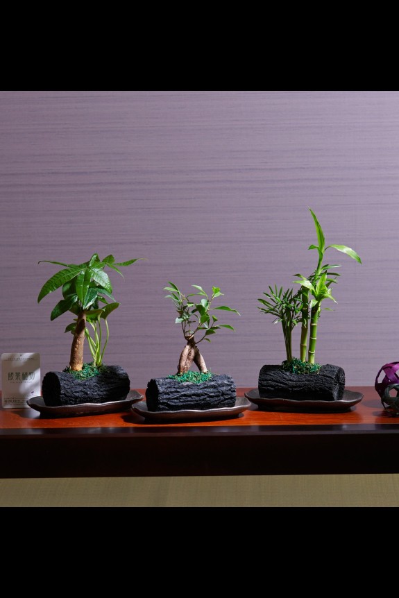 <p>特に和の雰囲気に似合う観葉植物商品ですが、洋風にもマッチするモダンなインテリア商品としてもお楽しみいただけます。</p>