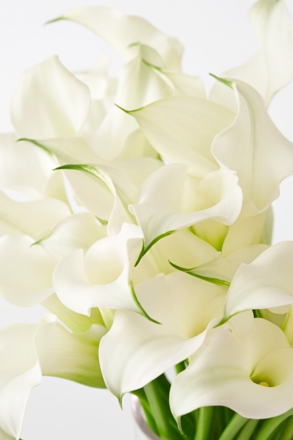 <p>カラーはサトイモ科・オランダカイウ属の植物で、南アフリカの湿潤地が原産のお花です。</p>