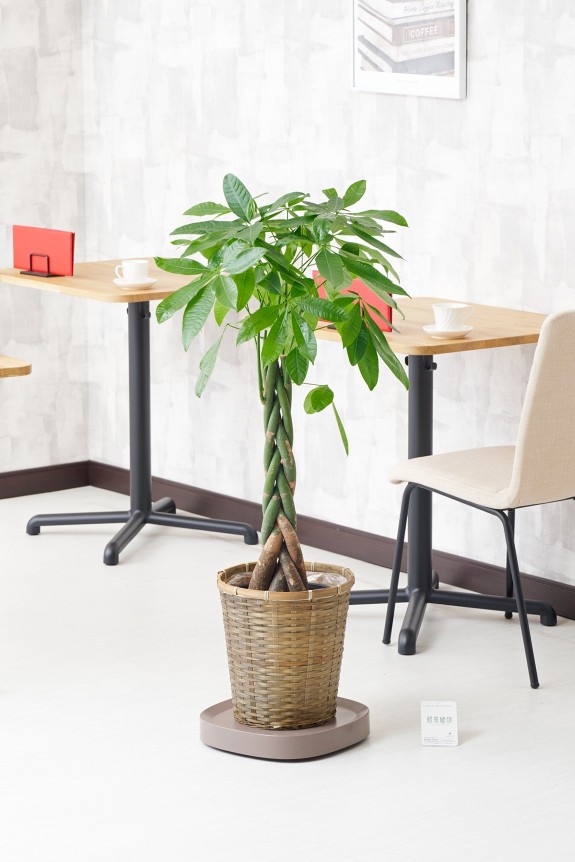 大型で重さのある観葉植物を手軽に移動させることができるキャスター付き台車とセットになった観葉植物（インテリアグリーン）商品です。