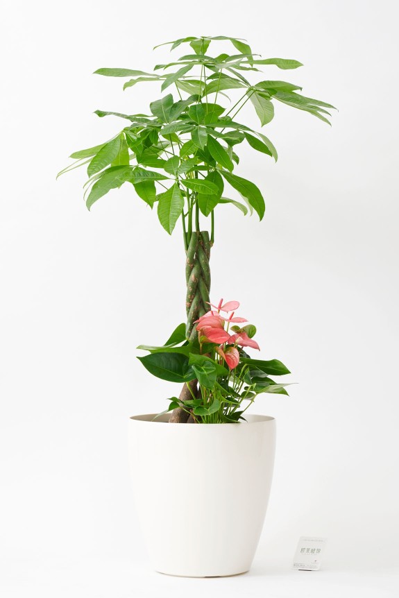 <p>贈り物に人気な「パキラ」とおまかせの品種を寄せ植えした贈答用観葉植物</p>
