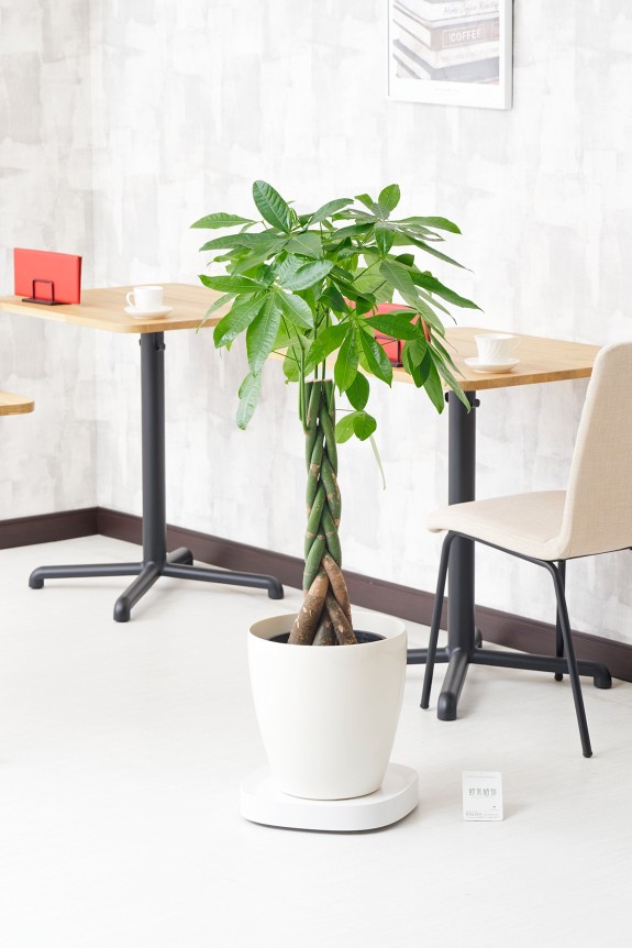 大型で重さのある観葉植物を手軽に移動させることができるキャスター付き台車とセットになった観葉植物（インテリアグリーン）商品です。