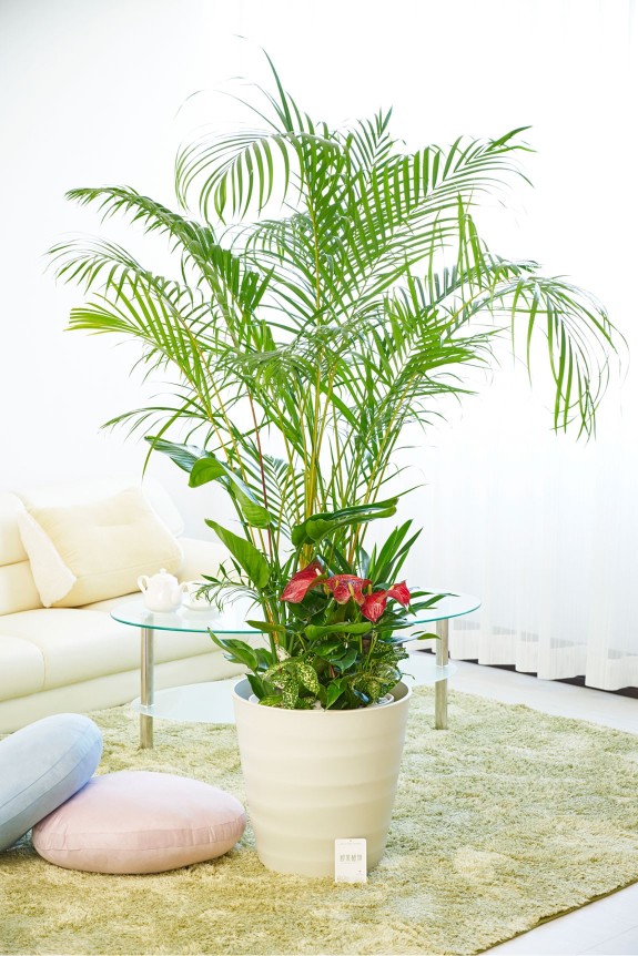 ボリュームのあるアレカヤシを主軸に寄せ植えした見栄えのする大きな贈答用観葉植物12号です