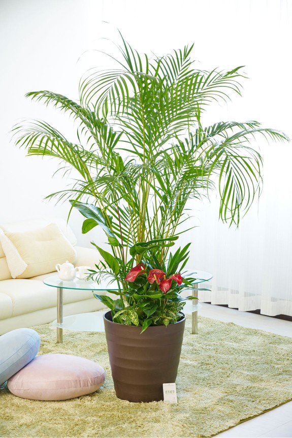 ボリュームのあるアレカヤシを主軸に寄せ植えした見栄えのする大きな贈答用観葉植物12号です