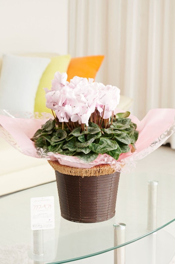 ラメがキラキラ輝くシクラメンの鉢植えギフト