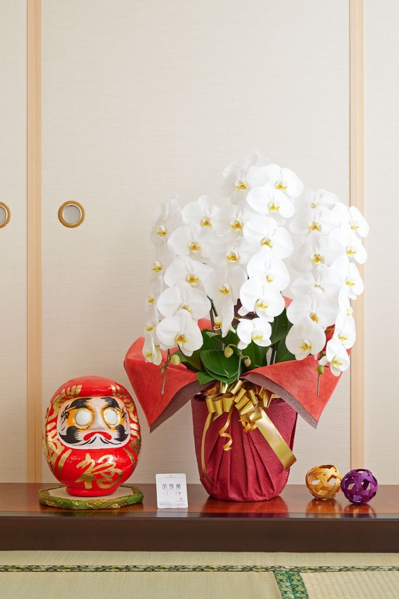 お祝い花の定番・胡蝶蘭と縁起の良いダルマをセットにしてお届けするお祝いムード満点の珍しい商品です。