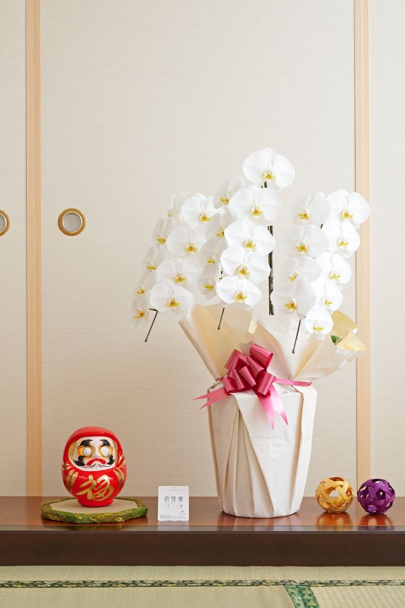 お祝い花の定番・胡蝶蘭と縁起の良いダルマをセットにしてお届けするお祝いムード満点の珍しい商品です。