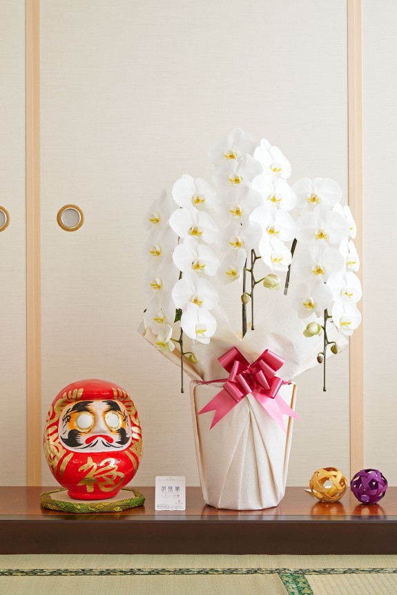 お祝い花の定番・胡蝶蘭と縁起の良いダルマをセットにしてお届けするお祝いムード満点の珍しい商品です。