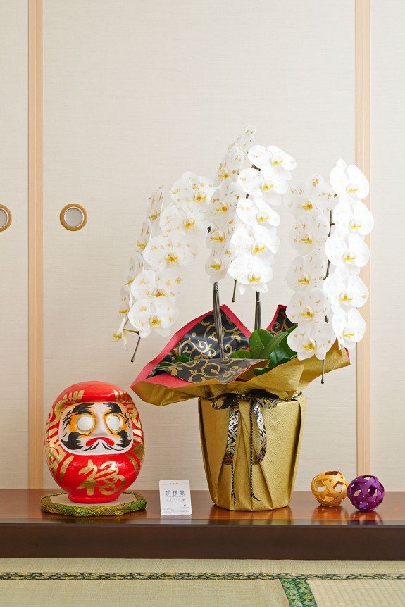 お祝い花の定番・胡蝶蘭と縁起の良いダルマをセットにしてお届けするお祝いムード満点の珍しい商品です。