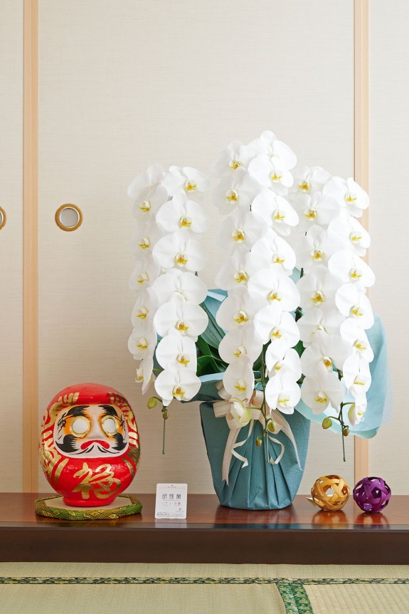 お祝い花の定番・胡蝶蘭と縁起の良いダルマをセットにしてお届けするお祝いムード満点の珍しい商品です。