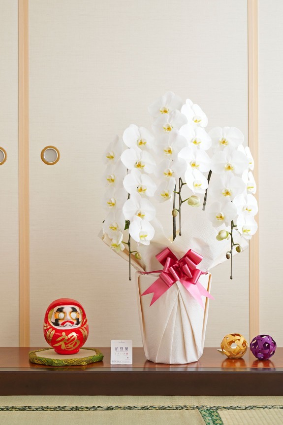 お祝い花の定番・胡蝶蘭と縁起の良いダルマをセットにしてお届けするお祝いムード満点の珍しい商品です。