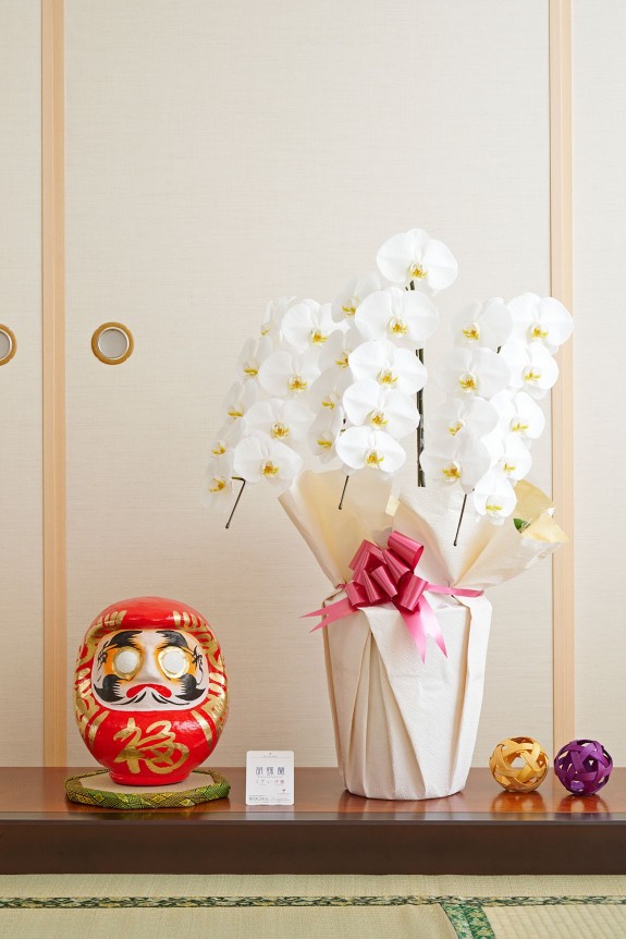 お祝い花の定番・胡蝶蘭と縁起の良いダルマをセットにしてお届けするお祝いムード満点の珍しい商品です。