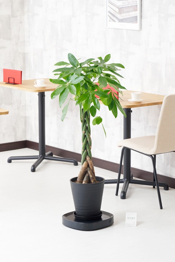 大型で重さのある観葉植物を手軽に移動させることができるキャスター付き台車とセットになった観葉植物（インテリアグリーン）商品です。
