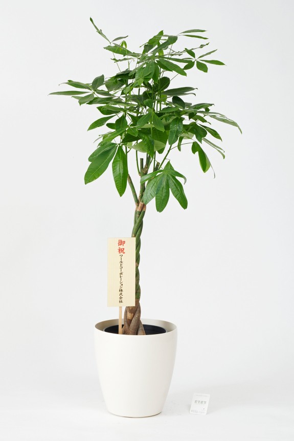 <p>立札またはメッセージカードをお付けできます。（無料）</p>