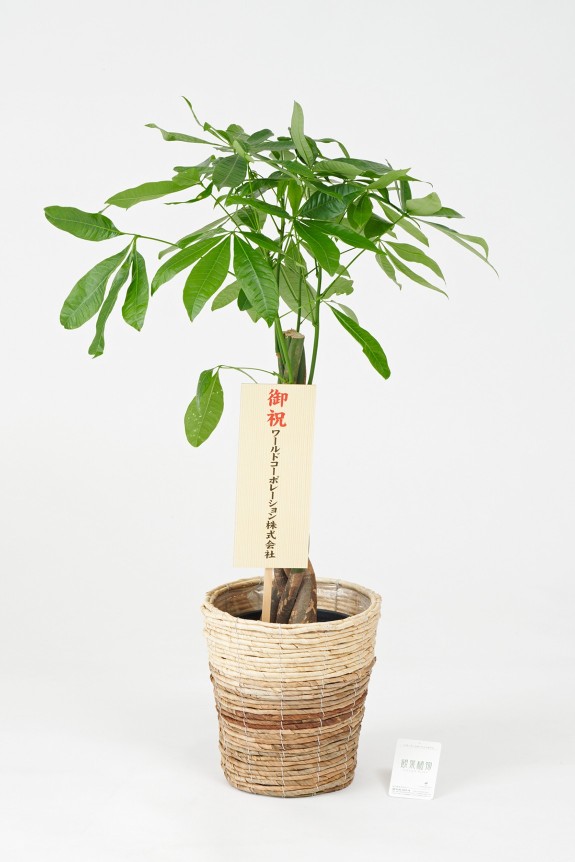 <p>無料で立札またはメッセージカードをお付けすることが可能です。</p>