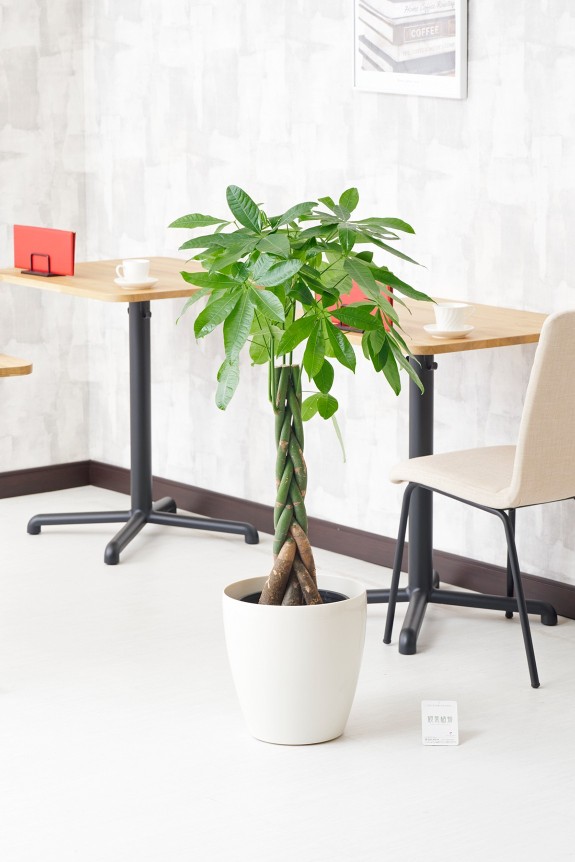 白丸鉢カバー付の観葉植物「パキラ　8号」商品です。