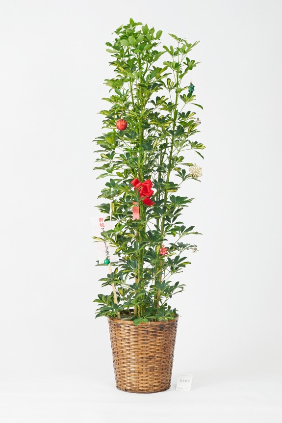 <p>クリスマス期間限定の観葉植物にも、立札かメッセージカード（いずれか1点）を無料でお付けすることが出来ます。
限定のクリスマスデザインの立札のご用意もございます。</p>