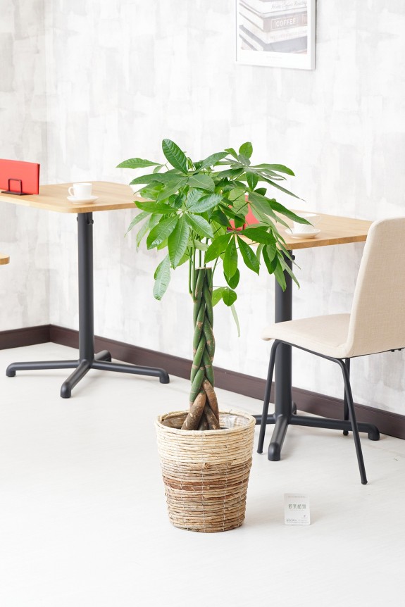 2色仕様のバスケット鉢カバー付の観葉植物「パキラ　8号」商品です。
