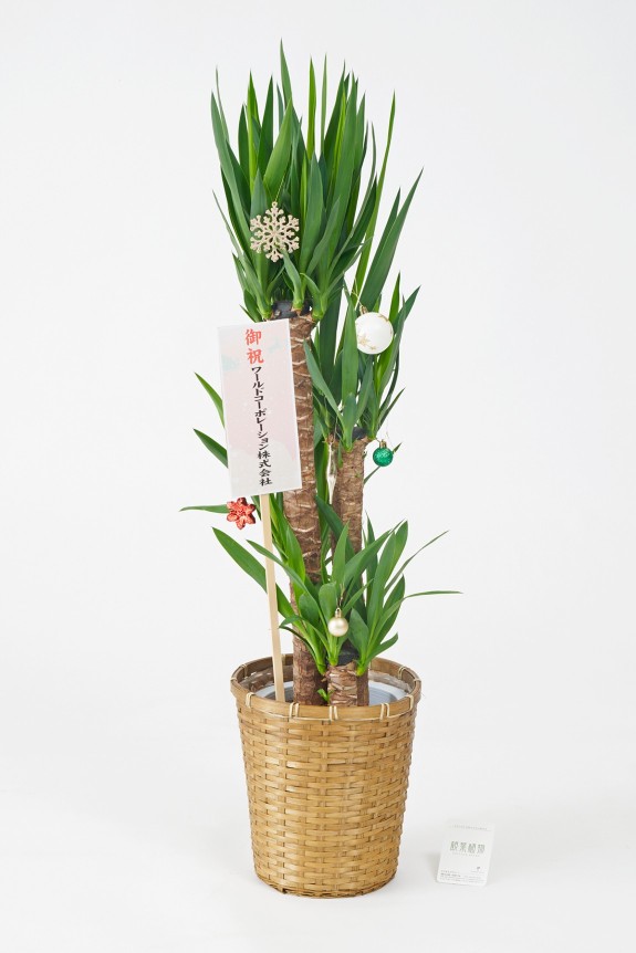 <p>クリスマス期間限定の観葉植物にも、立札かメッセージカード（いずれか1点）を無料でお付けすることが出来ます。
限定のクリスマスデザインの立札のご用意もございます。</p>
