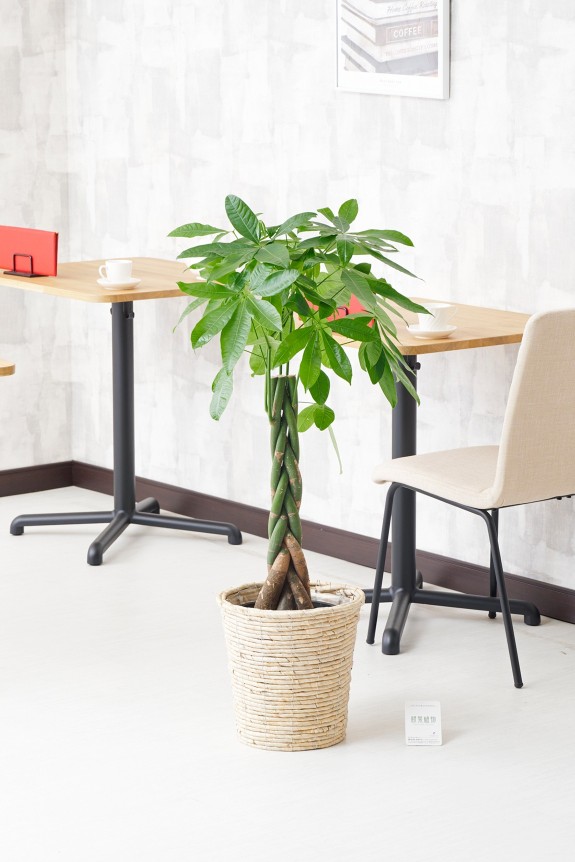 白バスケット鉢カバー付の観葉植物「パキラ　8号」商品です。