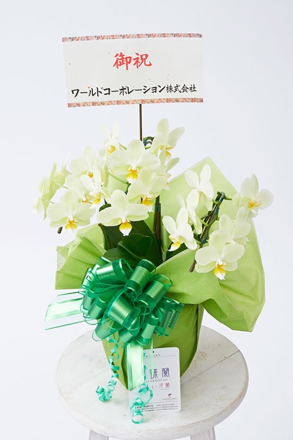 <p>胡蝶蘭ミディ商品にはメッセージカードを無料でお付けする事が可能です。</p>