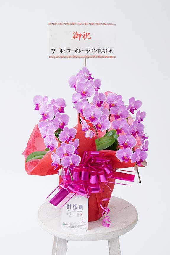 <p>胡蝶蘭ミディ商品にはメッセージカードを無料でお付けする事が可能です。</p>