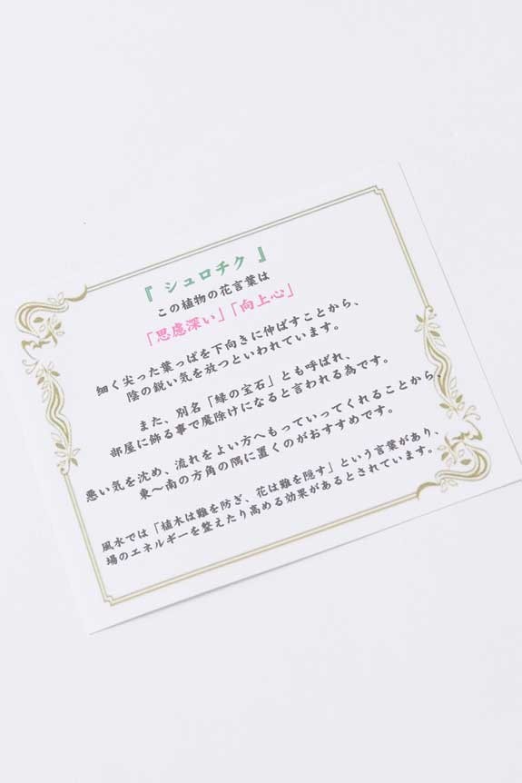<p>縁起の良い観葉植物の花言葉（メッセージ性）を伝える「花言葉カード」が付いています。</p>