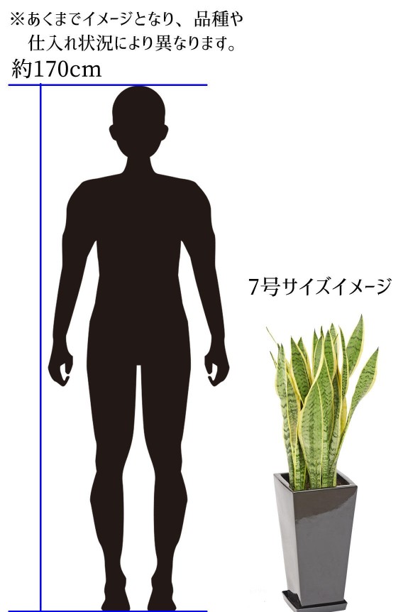 <p>7号サイズの高さイメージ
※あくまでイメージとなり、品種や仕入れ状況によって異なります。</p>