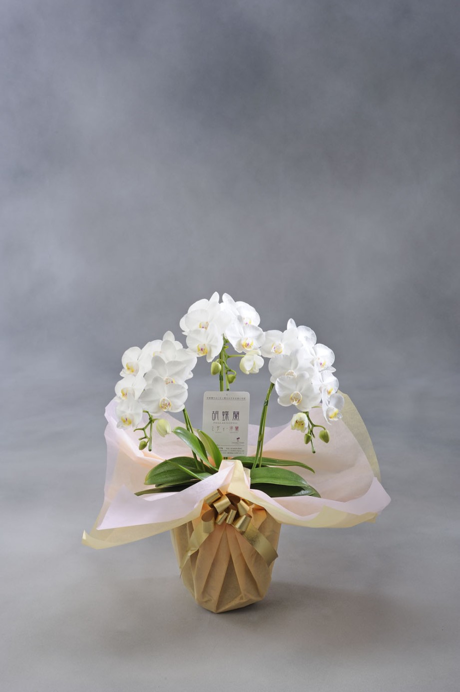 <p>可愛らしい胡蝶蘭だから個人のちょっとしたお祝いにおすすめ！ご自宅やご家族の記念日にもどうぞ・・・</p>