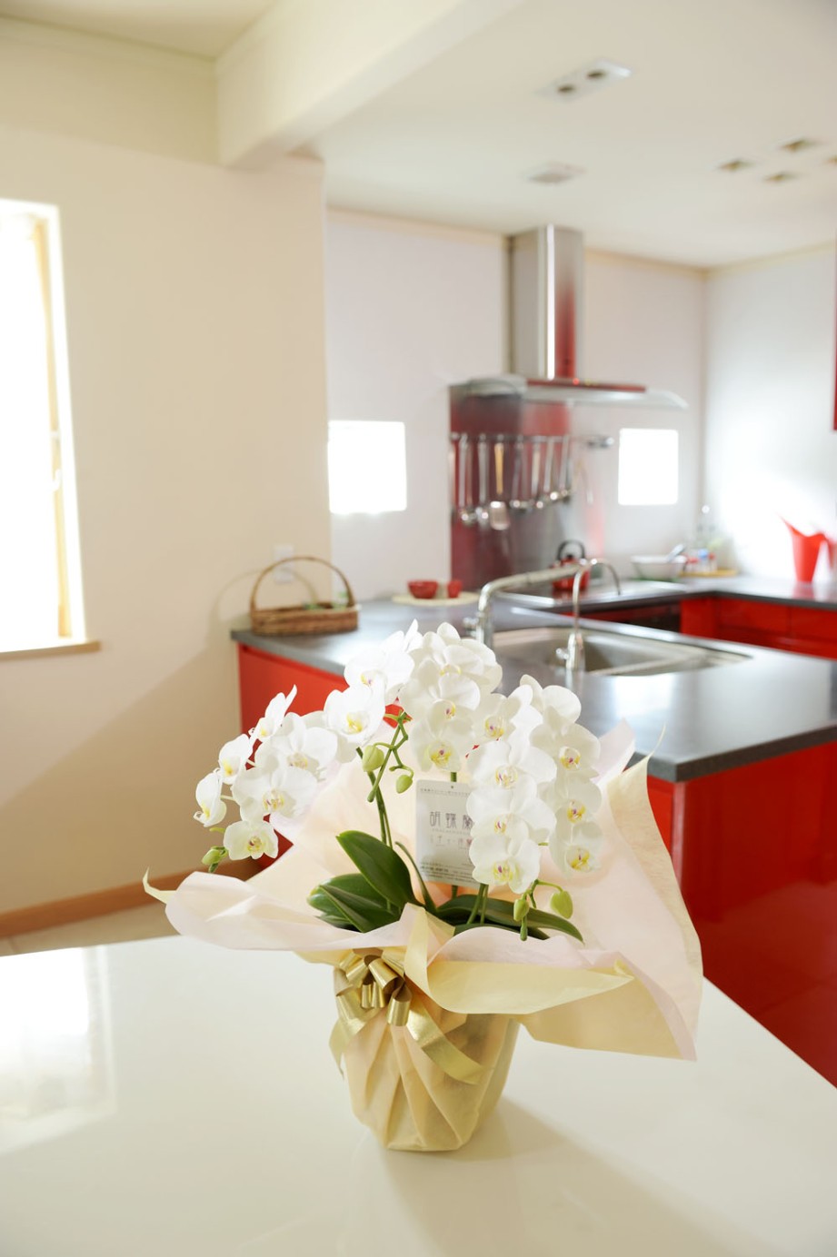 ご家庭で楽しむのにぴったりのミニ胡蝶蘭ミディ！個人のちょっとしたお祝いに・・・