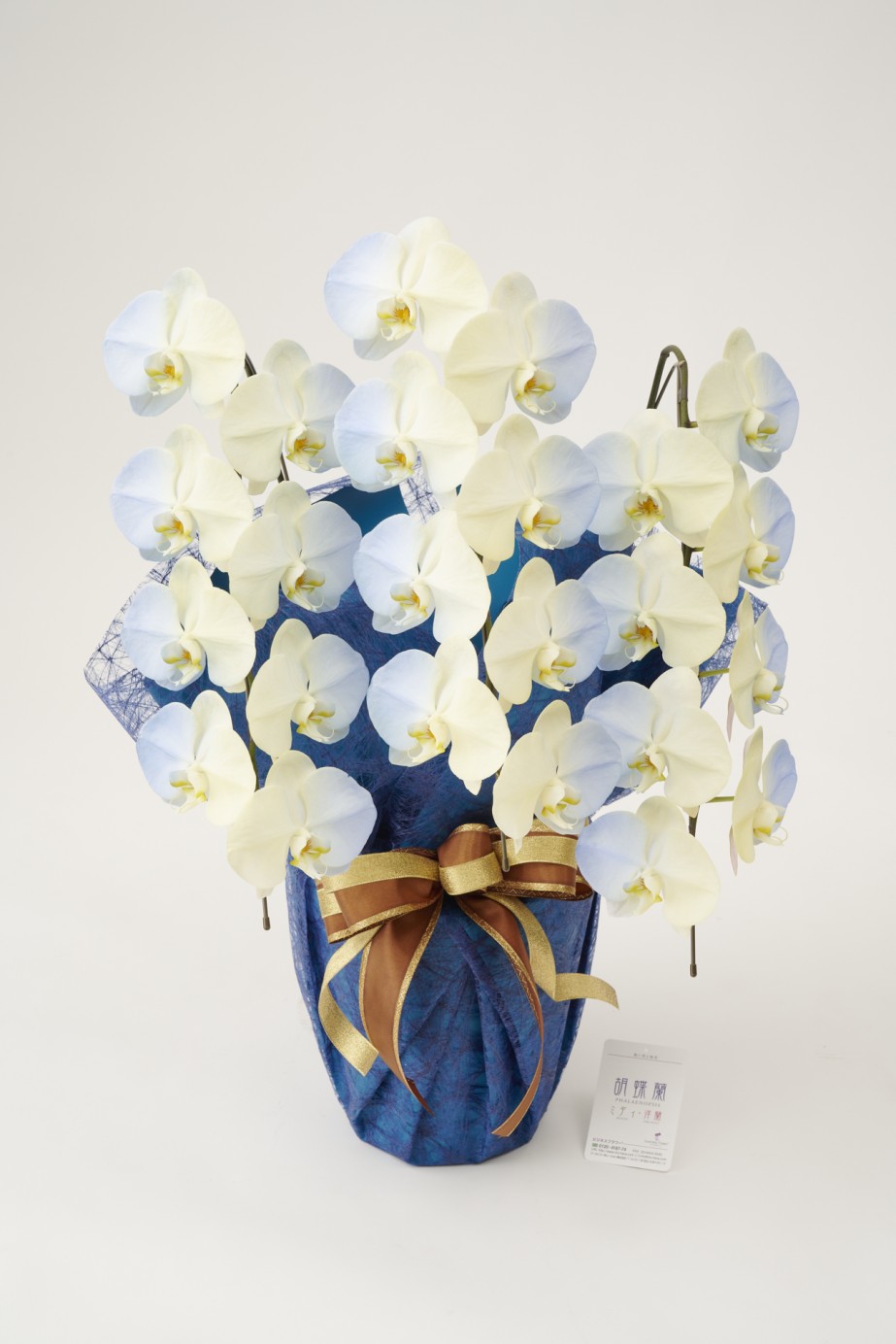 <p>花びらに塗装を施している為、お届け時点が最高の咲き誇り時期、見頃の状態となっているのが魅力的で、開店祝い、開業祝い、就任祝いなどのお祝い花として人気があります。</p>