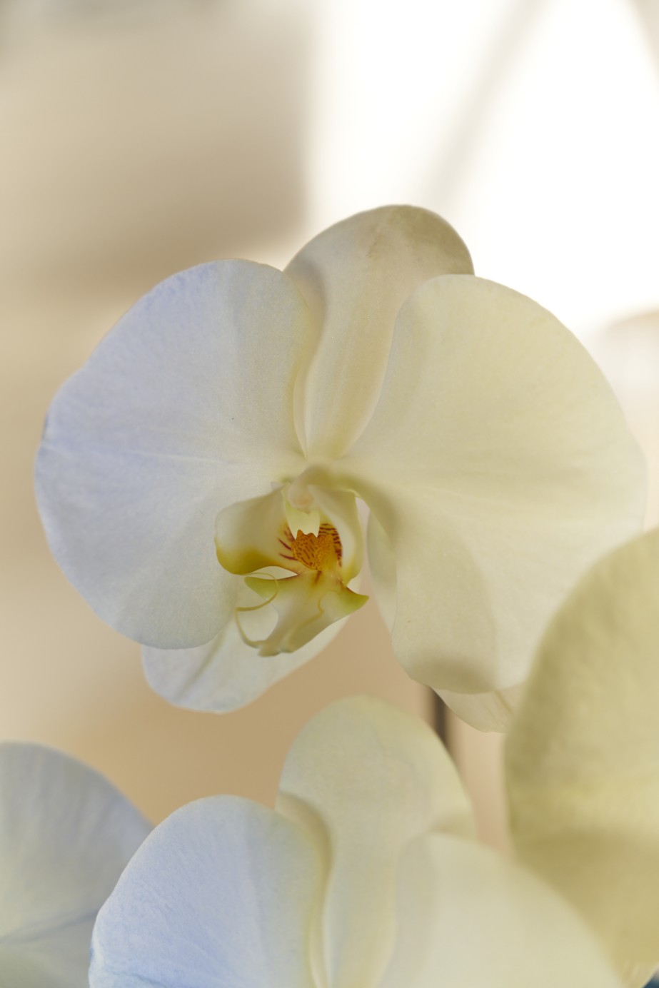 <p>華やかなイエローとブルーで1輪ずつグラデーションになっており、美しく、とにかく目立つの一言。</p>