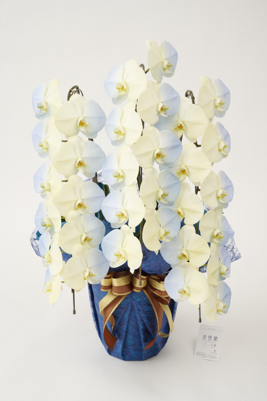 <p>花びらに塗装を施している為、お届け時点が最高の咲き誇り時期、見頃の状態となっているのが魅力的で、開店祝い、開業祝い、就任祝いなどのお祝い花として人気があります。</p>