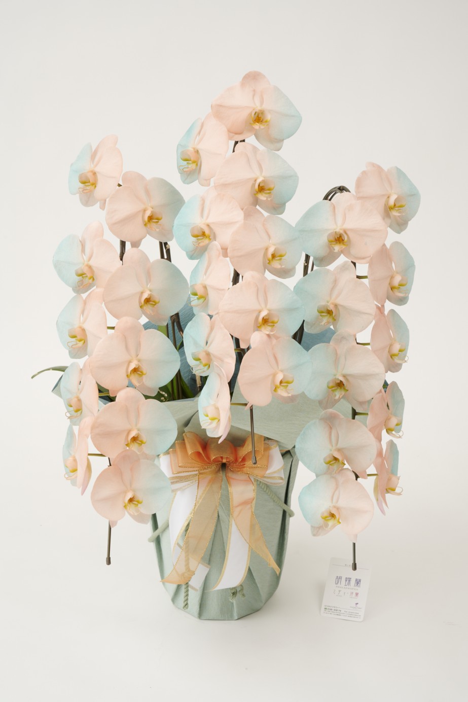 <p>花びらに塗装を施している為、お届け時点が最高の咲き誇り時期、見頃の状態となっているのが魅力的で、開店祝い、開業祝い、就任祝いなどのお祝い花として人気があります。</p>