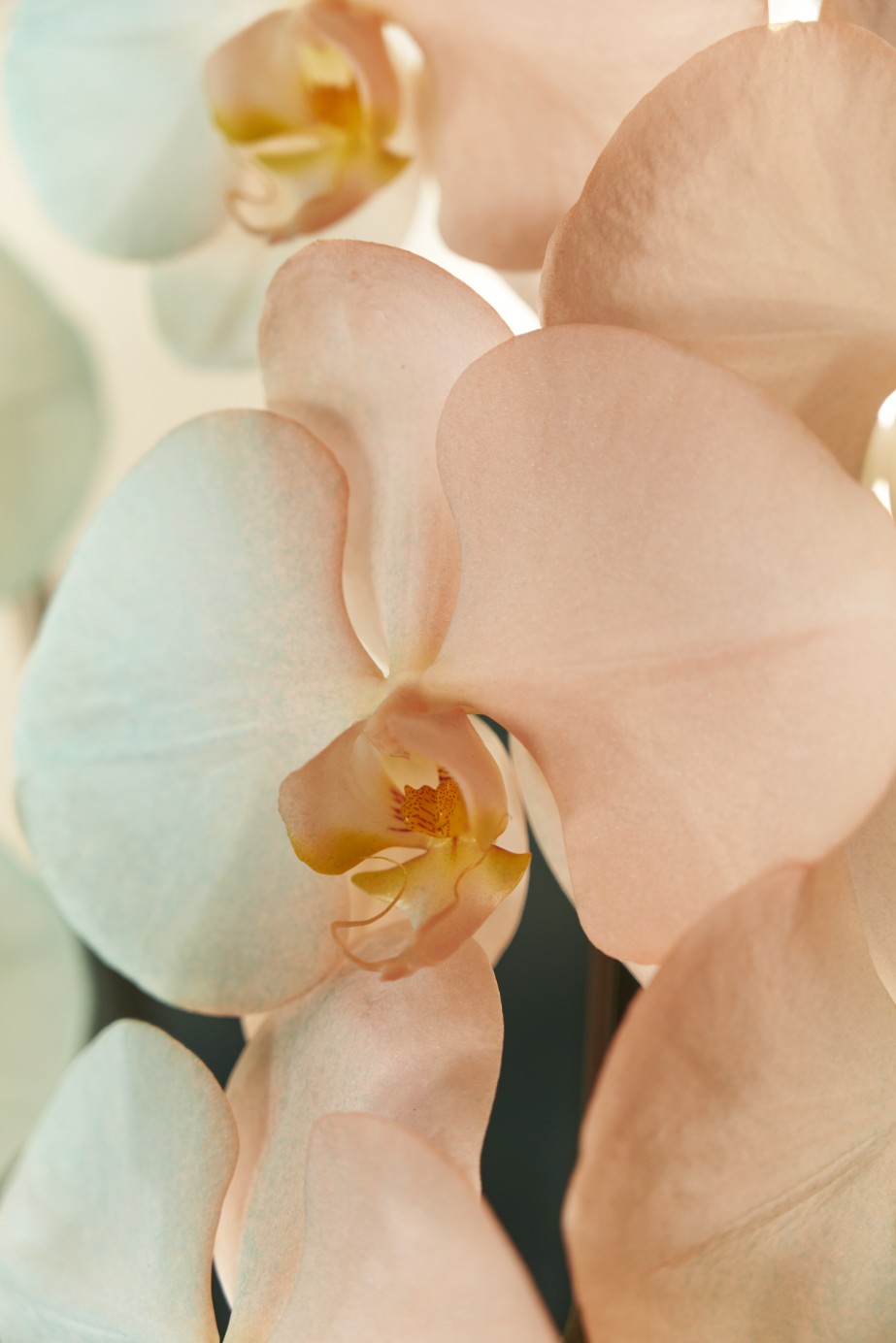 <p>華やかな水色と橙色で1輪ずつグラデーションになっており、美しく、とにかく目立つの一言。</p>