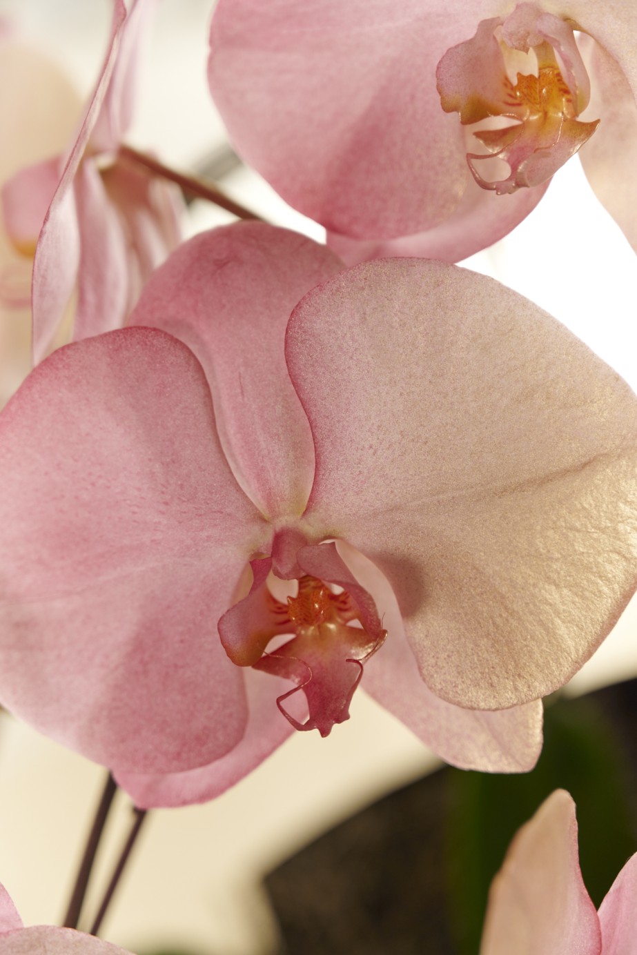 <p>華やかなボルドーとゴールドで1輪ずつグラデーションになっており、美しく、とにかく目立つの一言。</p>