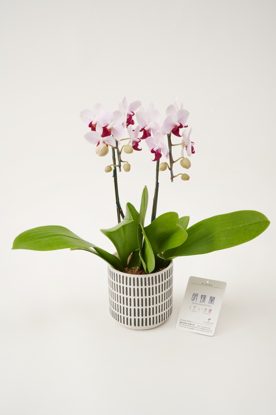 <p>お祝いや生活空間の飾りとして様々な用途におすすめです。</p>