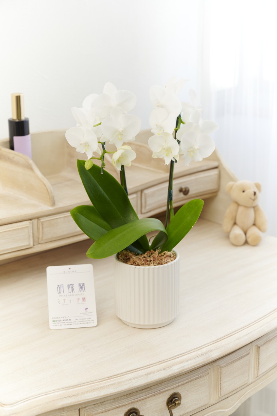 お洒落でデザイン性の高いインテリア鉢に、マイクロサイズ胡蝶蘭を入れた商品です。