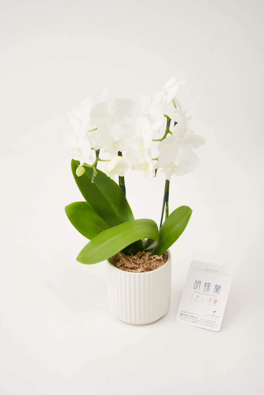 <p>お祝いや生活空間の飾りとして様々な用途におすすめです。</p>